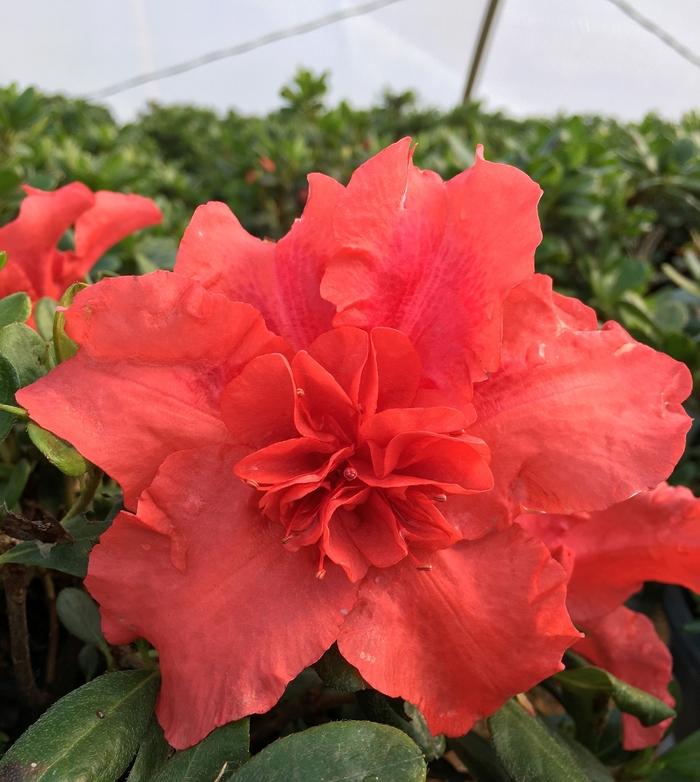 Rhododendron ReBLOOM™ Firebrick Fame™