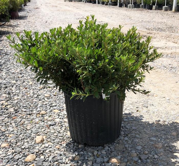 Rhododendron Satsuki hybrid Gumpo White