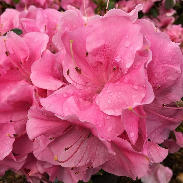 Rhododendron ReBLOOM™ Pink Adoration™