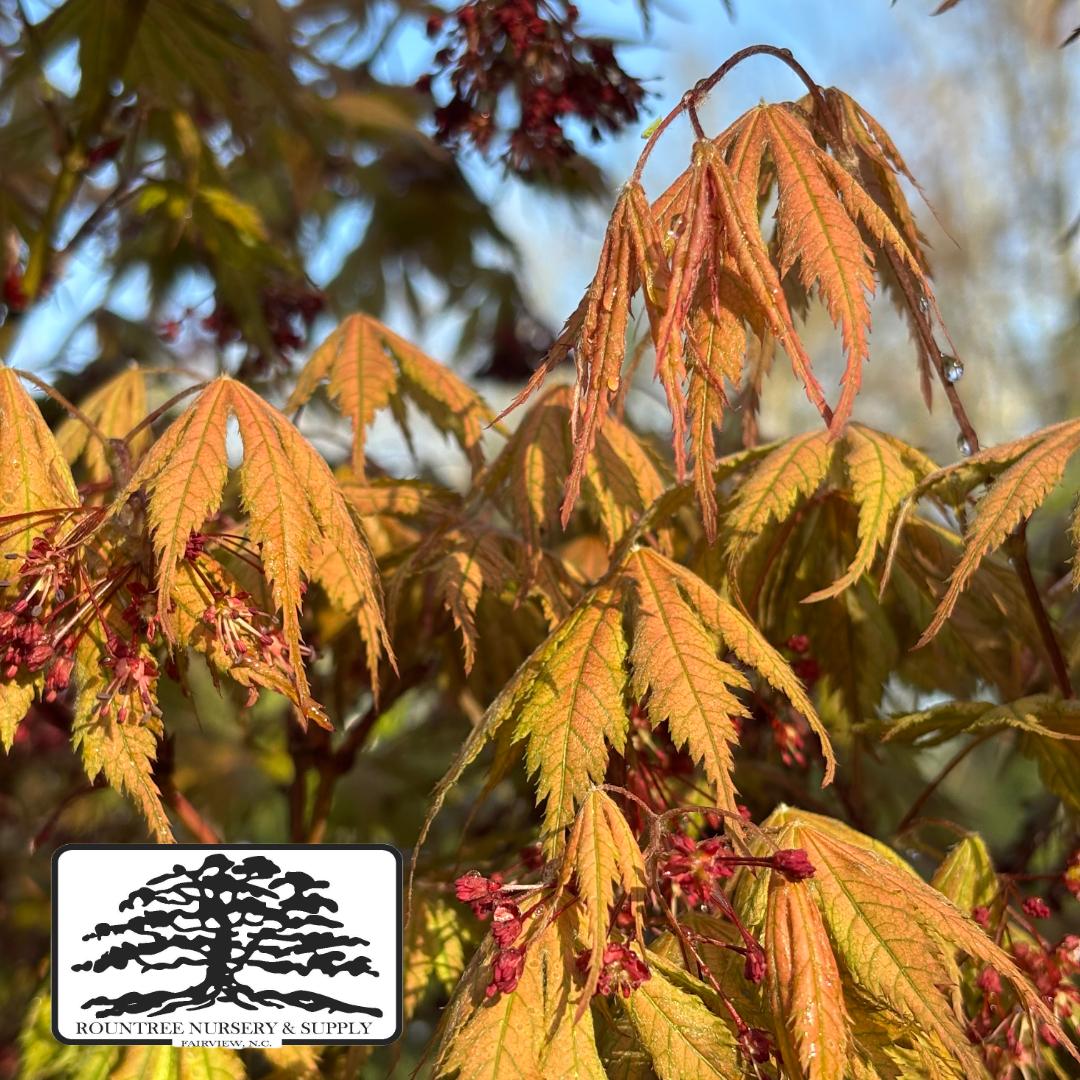 Japanese Maple 'Ariadne' - Spring Color