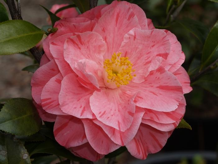 Camellia japonica Lady Laura