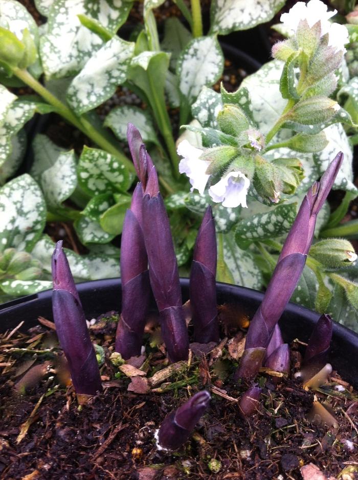 Baptisia Prairieblues™ Solar Flare