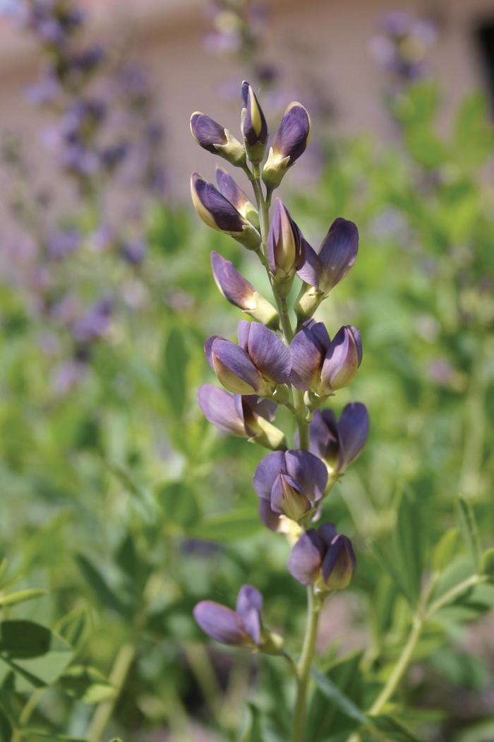 Baptisia Prairieblues™ Twilite