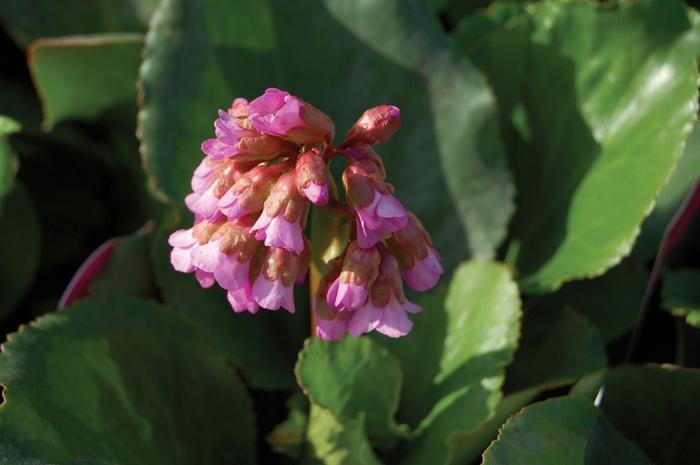 Bergenia cordifolia