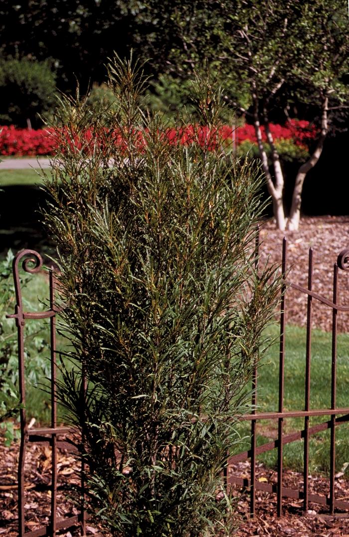 Rhamnus frangula Fine Line®