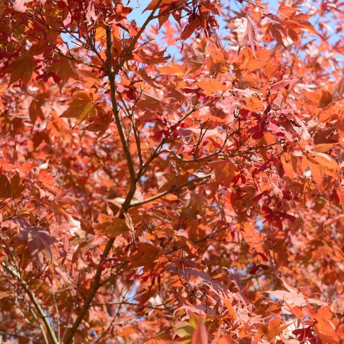 Acer palmatum Oshio-Beni