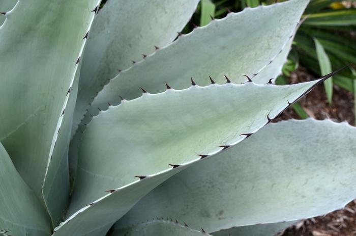 Agave ovatifolia