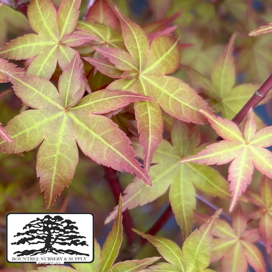 Japanese Maple 'Shindeshojo' - Spring Color
