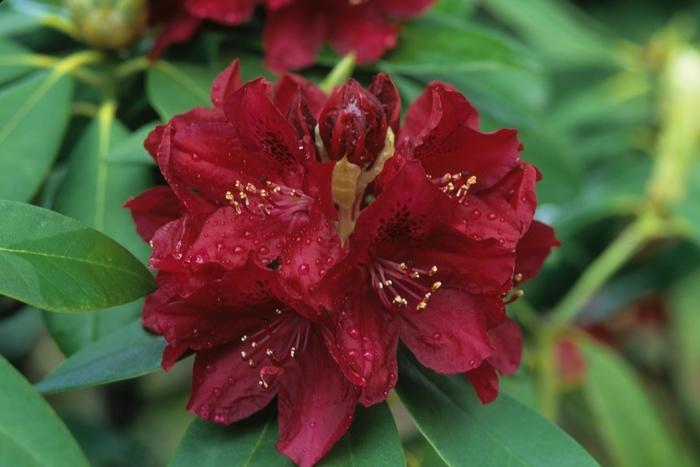 Rhododendron Northern Lights hybrid Golden Lights