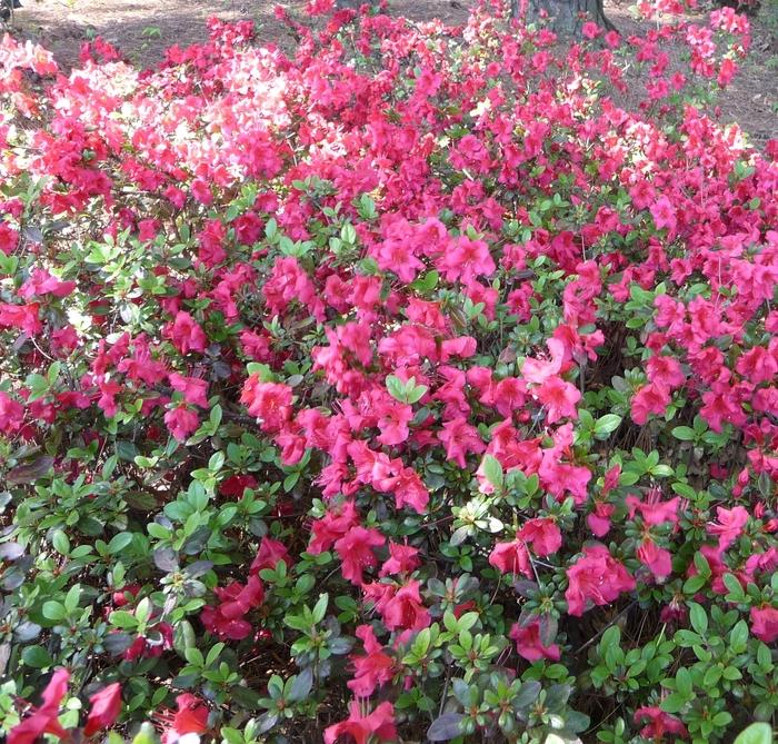 Rhododendron kaempferi Johanna