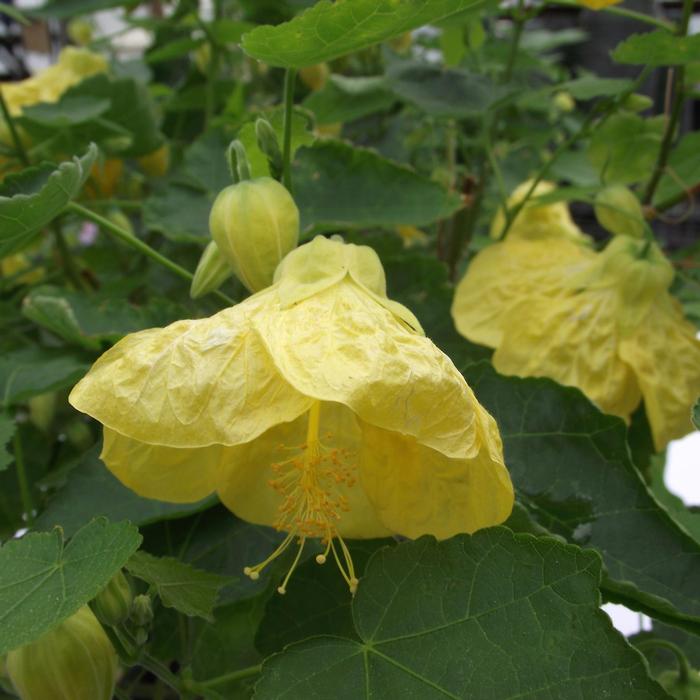 Abutilon Yellow Finch