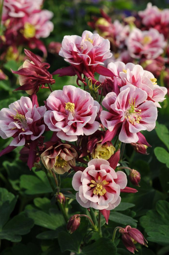 Aquilegia vulgaris Winky Double Red & White