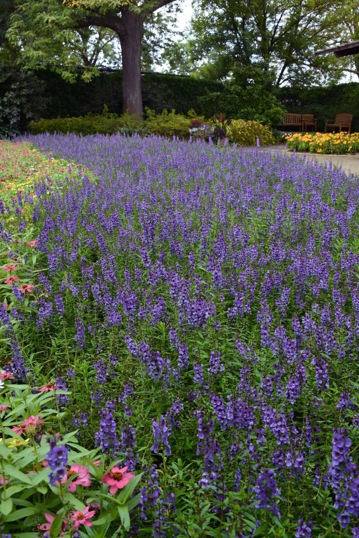 Angelonia angustifolia Serena® Blue