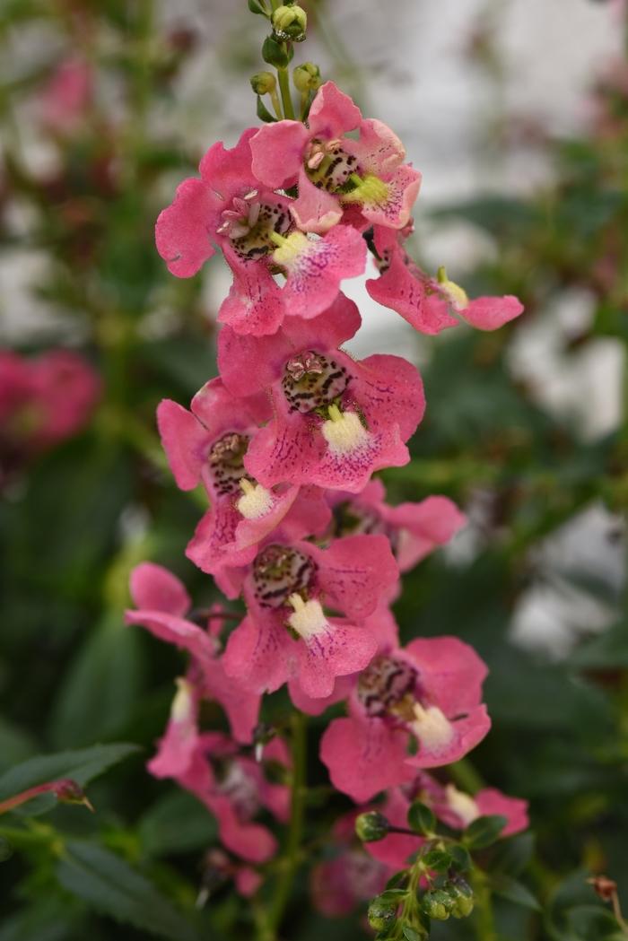 Angelonia angustifolia Archangel™ Coral Improved