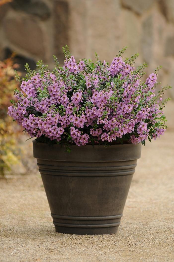 Angelonia angustifolia Archangel™ Pink Improved