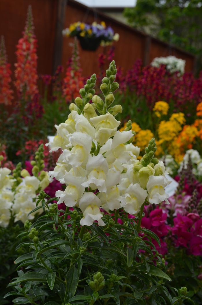 Antirrhinum majus Snapshot™ White