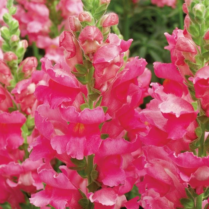 Antirrhinum majus Liberty Classic™ Rose Pink