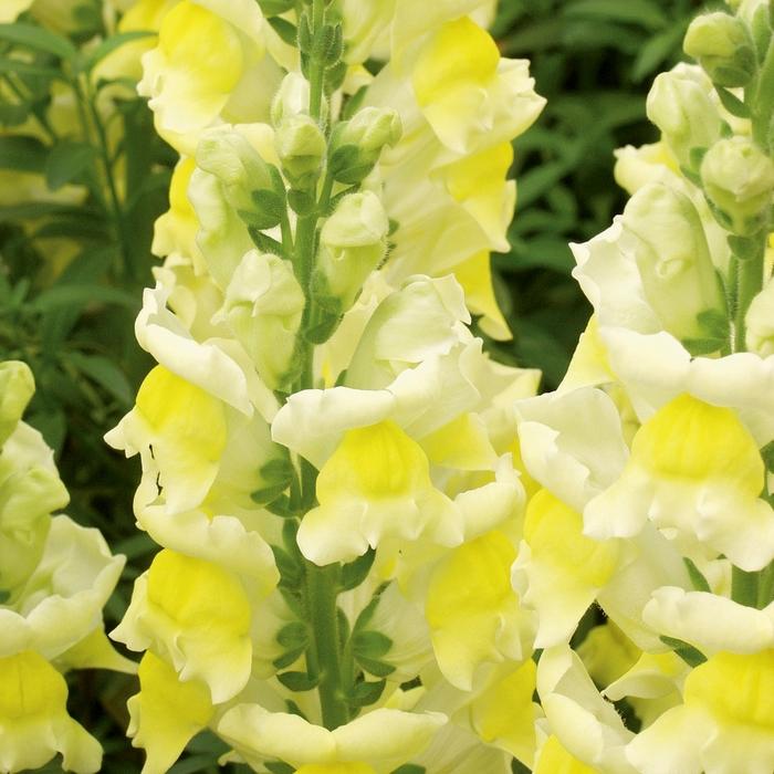 Antirrhinum majus Liberty Classic™ Yellow