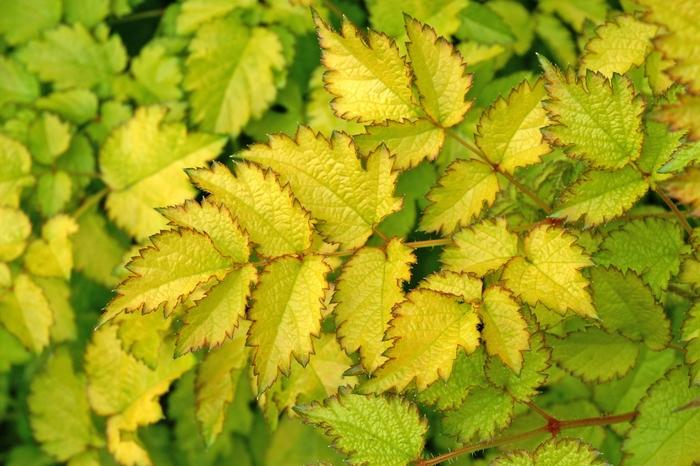 Astilbe x arendsii Color Flash® Lime