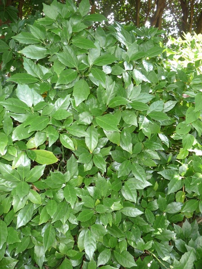Aucuba japonica Rozanne