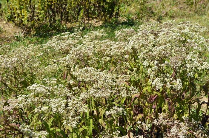 Eupatorium perfoliatum