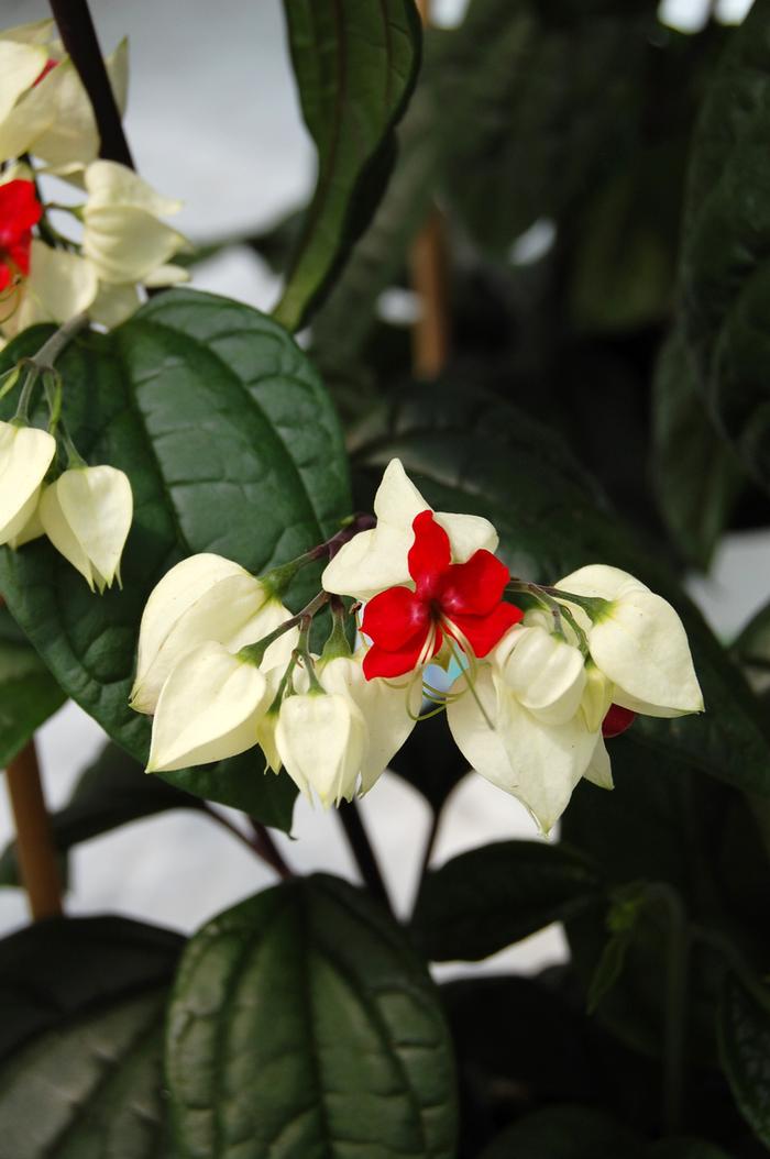 Clerodendrum thomsoniae