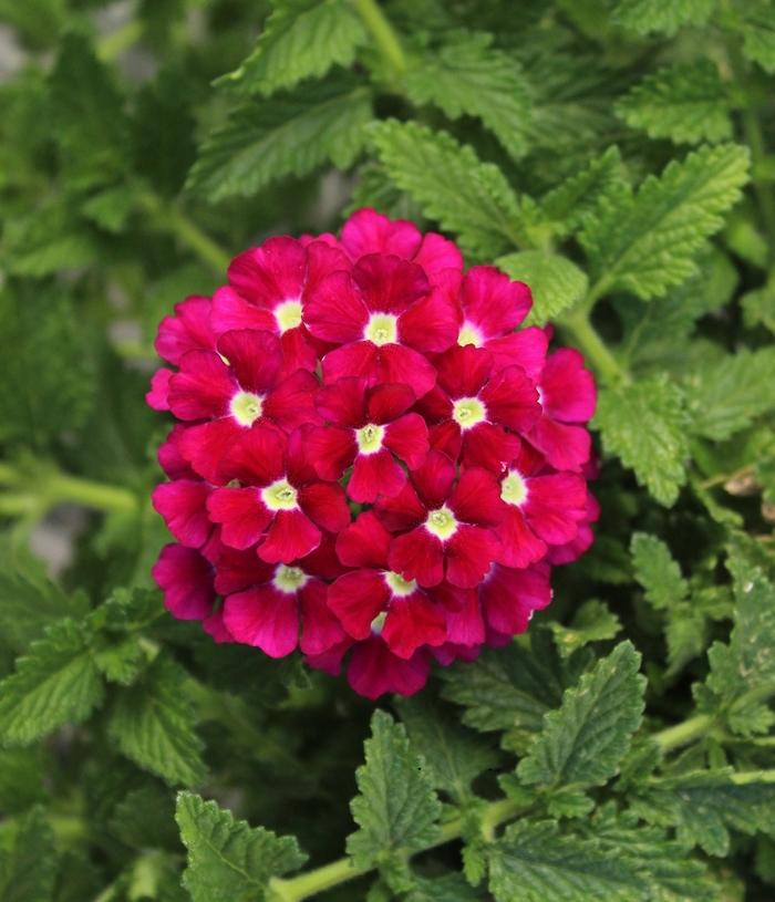 Verbena peruviana Firehouse™ Burgundy Improved