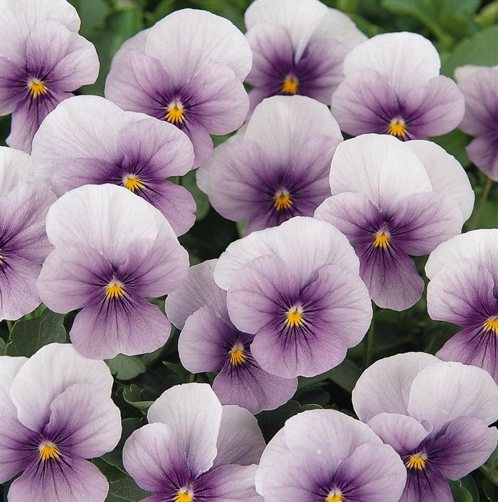 Viola cornuta Sorbet® Icy Blue