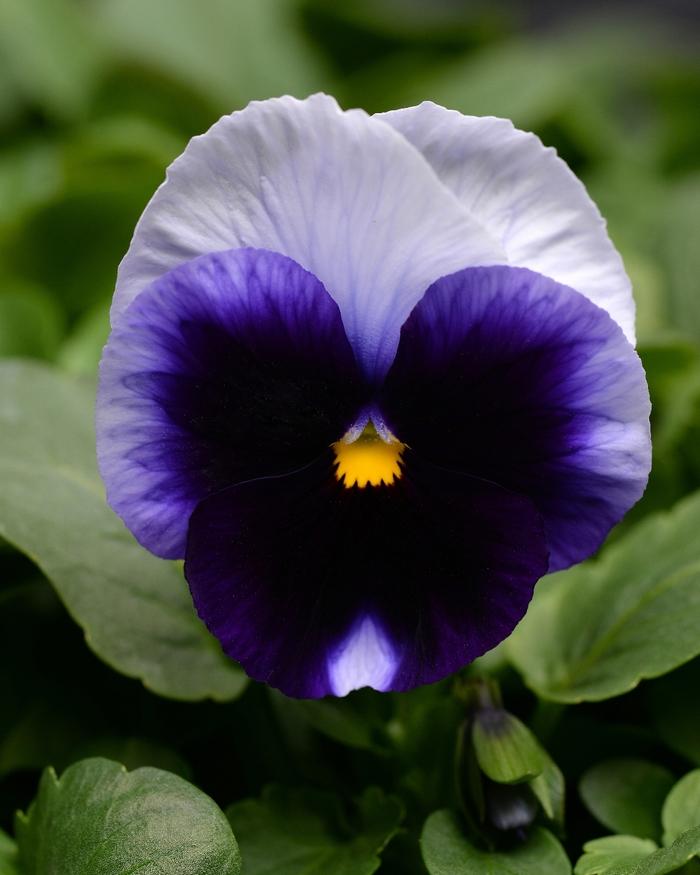 Viola x wittrockiana Matrix® Beaconsfield