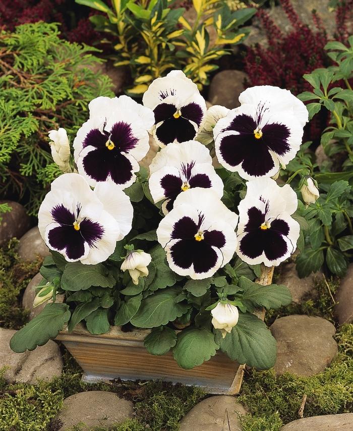 Viola x wittrockiana Matrix® White Blotch