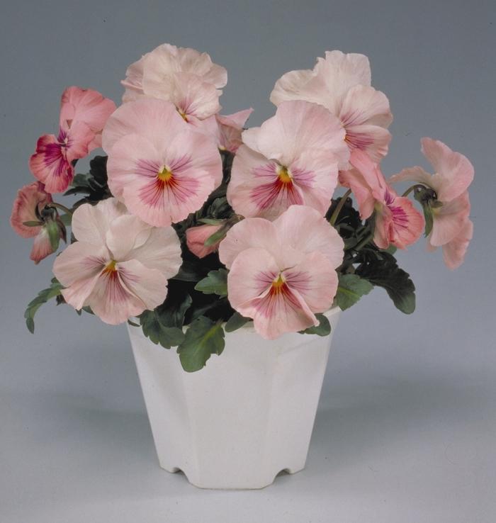 Viola x wittrockiana Ultima Pink Shades