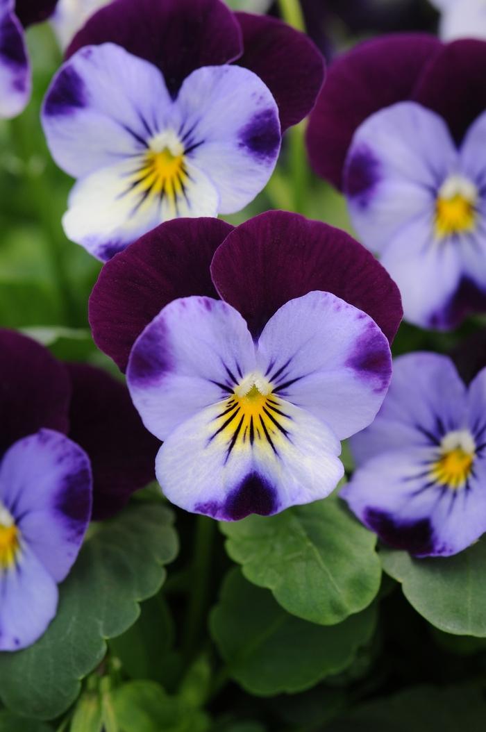 Viola cornuta Sorbet® XP Denim Jump Up