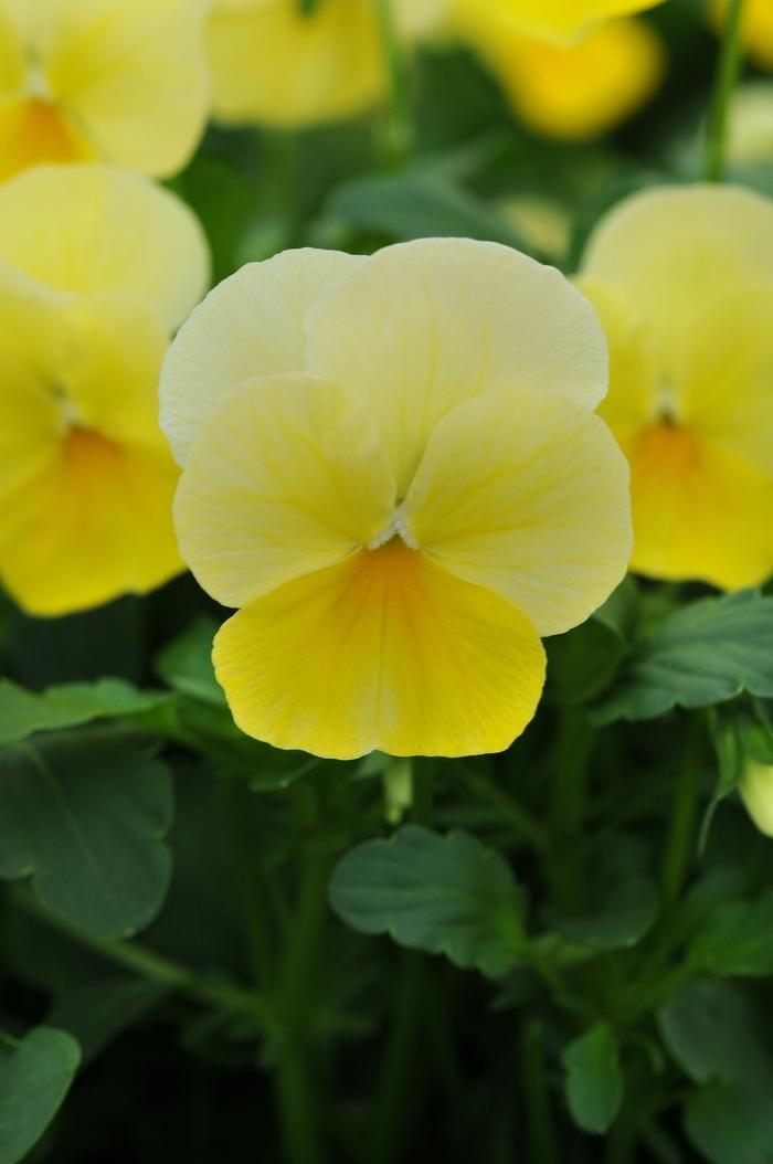 Viola cornuta Sorbet® Lemon Chiffon