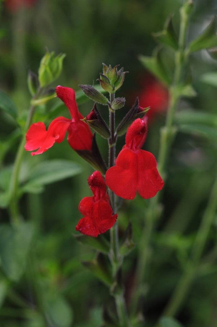 Salvia greggii Radio Red