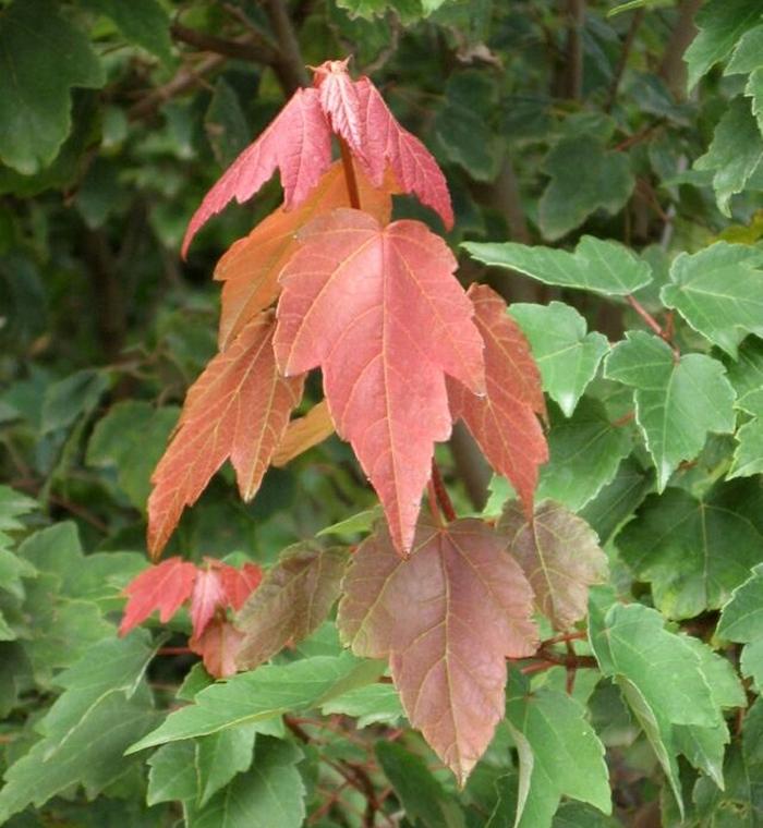 Acer rubrum Summer Red®