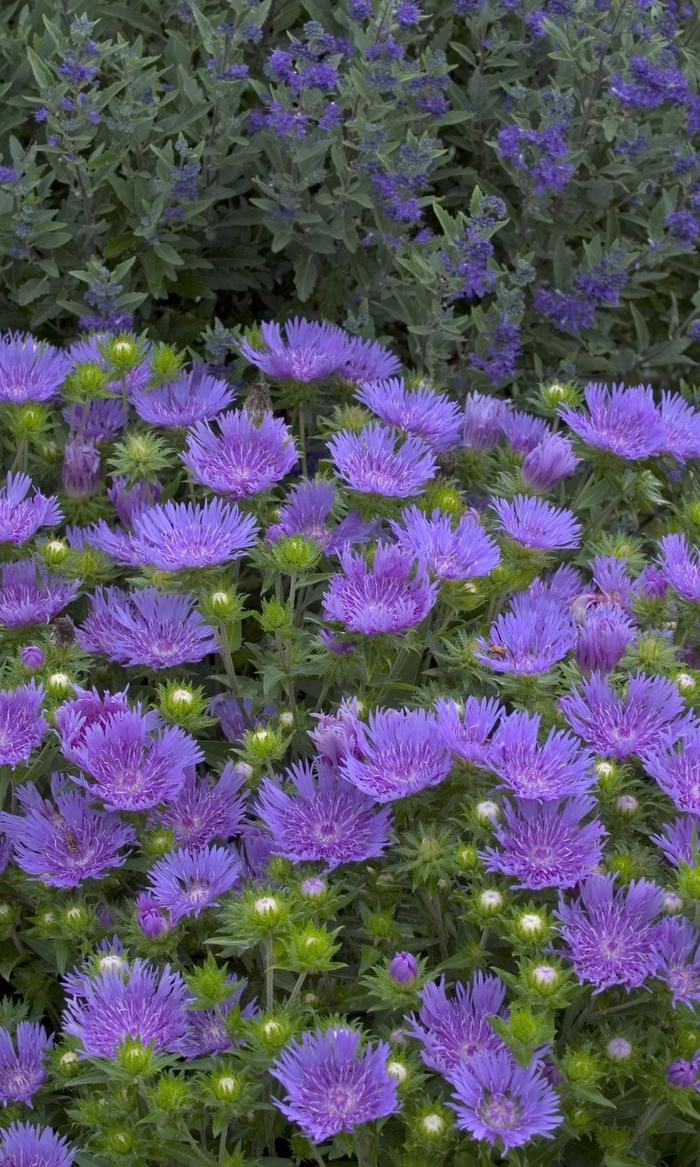 Stokesia Peachie's Pick