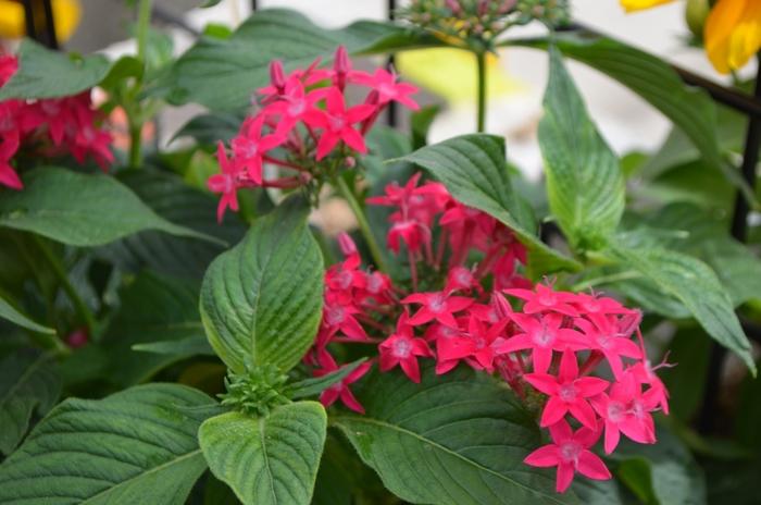 Pentas lanceolata Graffiti® Lipstick