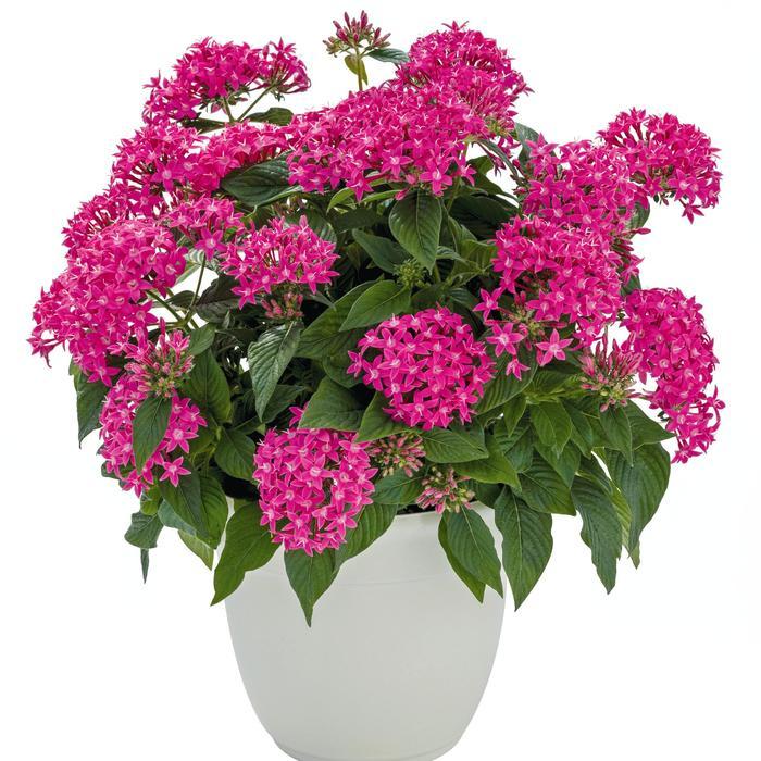 Pentas lanceolata Graffiti® True Pink