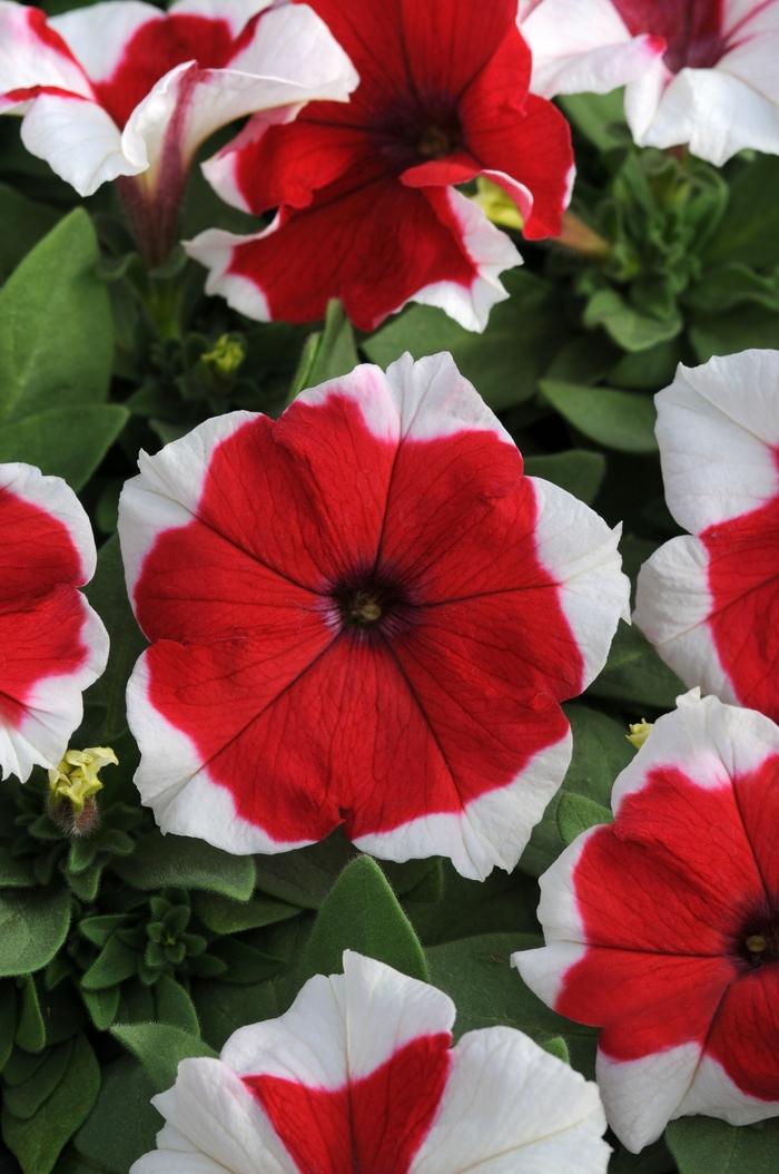 Petunia Dreams™ Red Picotee