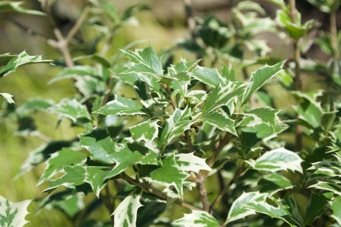 Osmanthus heterophyllus Variegatus