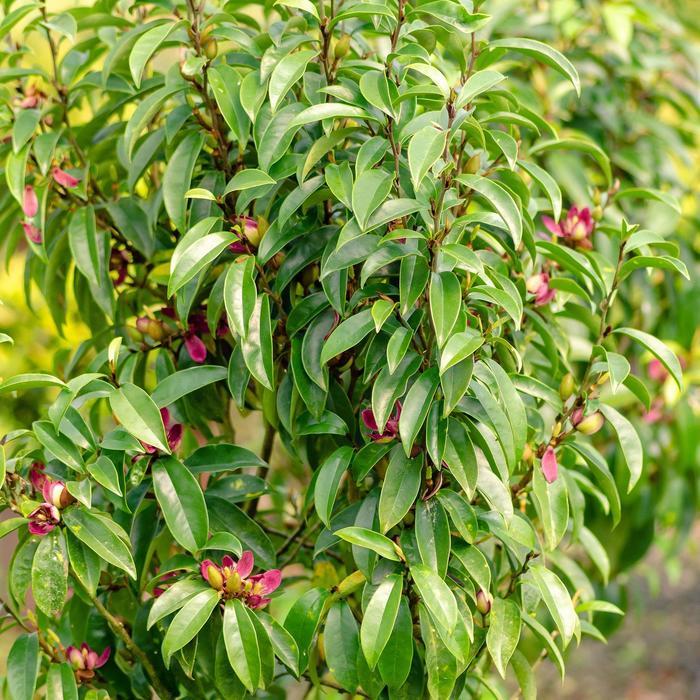 Magnolia Stellar Ruby