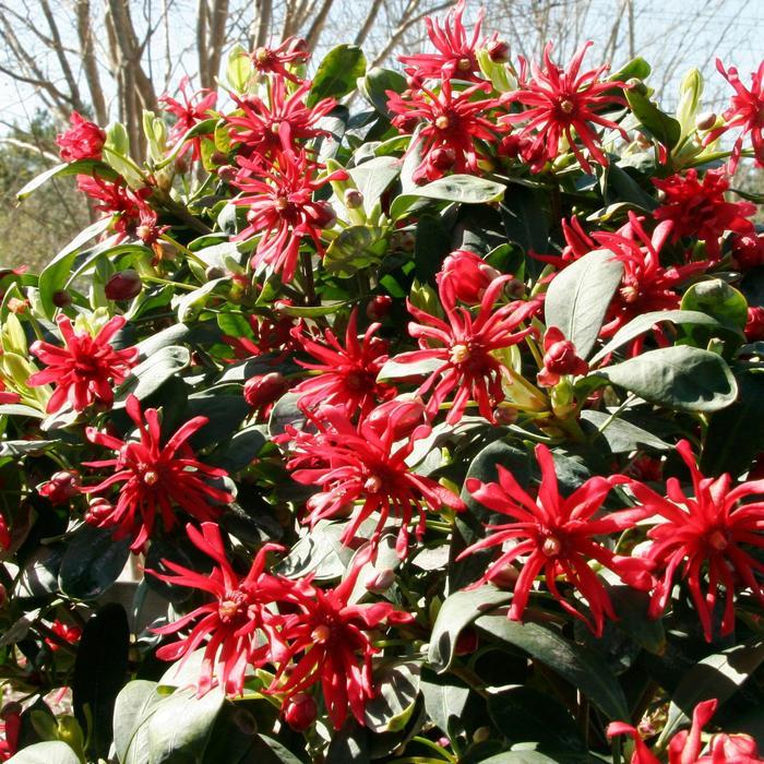 Illicium floridanum Miss Scarlett®