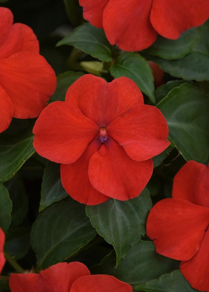 Impatiens walleriana Beacon™ Bright Red