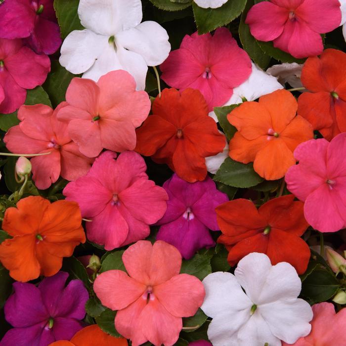 Impatiens walleriana Beacon® Formula Mix