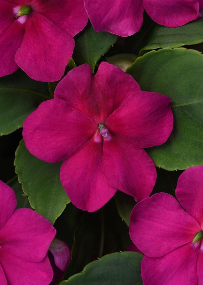 Impatiens walleriana Beacon™ Violet Shades