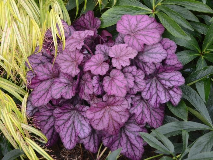 Heuchera Primo™ Wild Rose