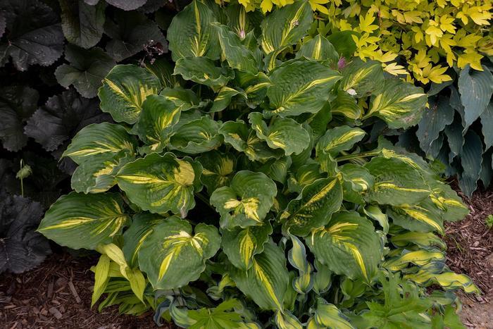 Hosta Lakeside Paisley Print