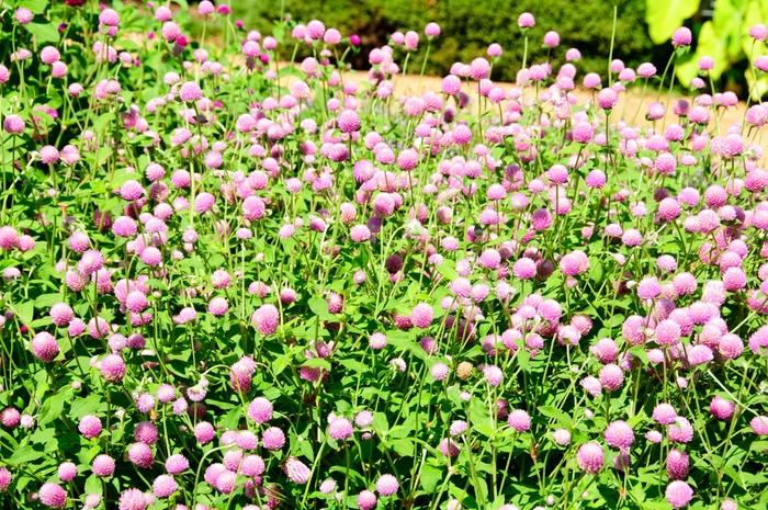 Gomphrena globosa Ping Pong Lavender