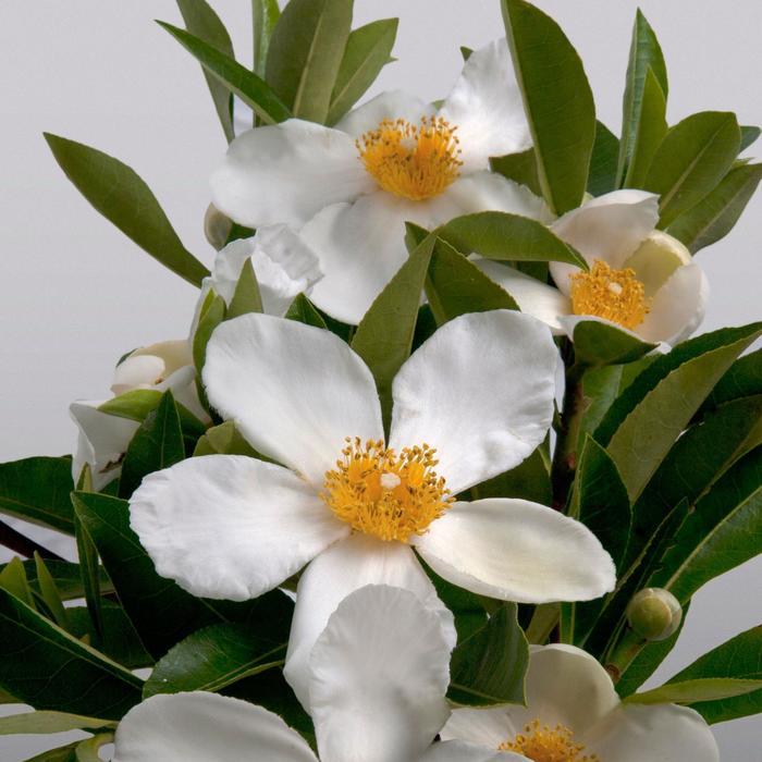 Gordlinia Sweet Tea