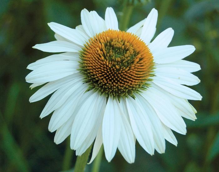Echinacea purpurea Prairie Pillars™ Fragrant Angel